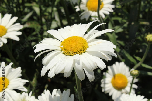 Fotografie, Obraz White and yellow hybrid "Shasta Daisy" flower in St