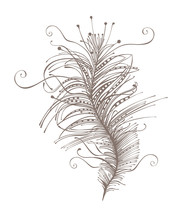 Feather. Beautiful Vector Silhouette.
