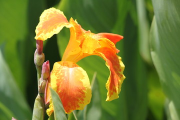 Poster - Yellow and Orange Flower Lily