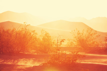 Wall Mural - Sand desert