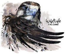 Falcon Watercolor Painting