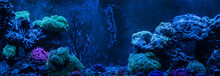 Reef Tank, Marine Aquarium. Gorgonaria Euplexaura, Sea Fan. Clavularia. Zoanthus. Blue Aquarium Full Of Plants. Tank Filled With Water For Keeping Live Underwater Animals. Night View.