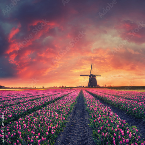 Fotografija Dawn over Field of Tulip and Windmill