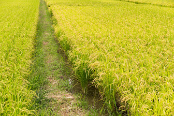 Wall Mural - Green paddy rice field