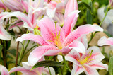 Pink lily in botanical garden.