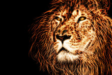 Lion Head Illustration Background
