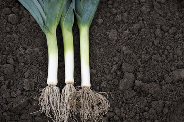 Leeks