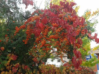 red plant