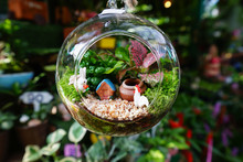 Mini Garden In Glass Plant Terrarium