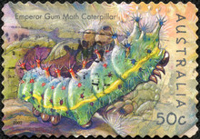 Stamp Printed In The Australia Shows Emperor Gum Moth Caterpillar, Opodiphthera Eucalypti, Insect