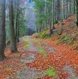 Fototapeta Fototapety z widokami - Leśny pejzaż jesienny