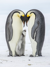 Emperor Penguins On The Frozen Weddell Sea