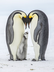 Emperor Penguins on the frozen Weddell Sea