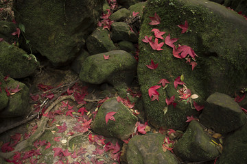 beautiful red maple in jungle fresh in Phu Kradueng National par