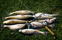 Redfish Catch