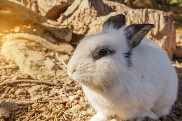 Fat fluffy bunny eating food