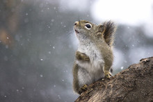 Squirrel In Snow 