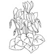 vector contour sketch of cyclamen flower