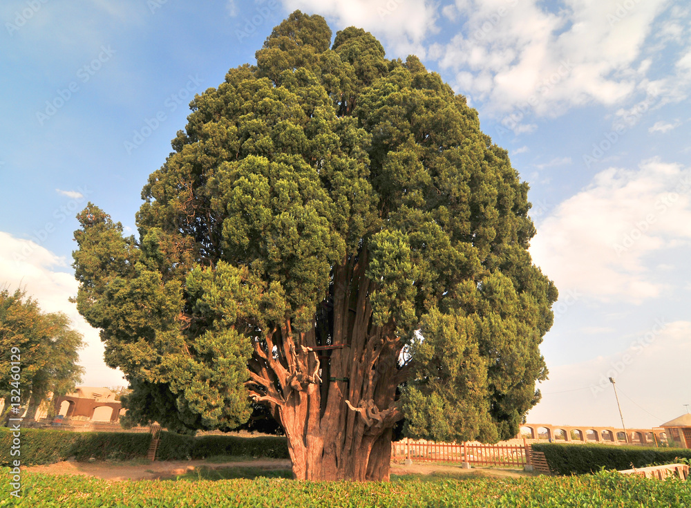 The Cypress of Abarkuh  also called the Zoroastrian Sarv  in Abarkuh in Yazd Province of Iran - obrazy, fototapety, plakaty 