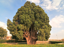The Cypress Of Abarkuh  Also Called The Zoroastrian Sarv  In Abarkuh In Yazd Province Of Iran