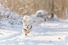 White Havanese Dog Running In The Snow