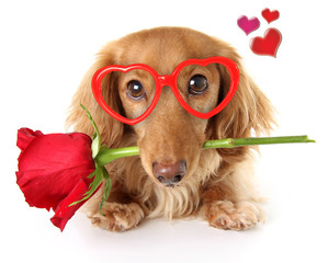 Wall Mural - Valentine Dachshund puppy