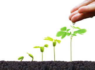 Agriculture. Hand of a farmer nurturing young baby plants growing in germination sequence on fertile soil isolated