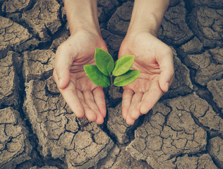 Hand nurturing a young green plant growing on dried, cracked ground - protect nature concept