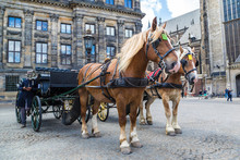 The Horses Carriage In Amsterdam
