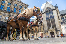The Horses Carriage In Amsterdam