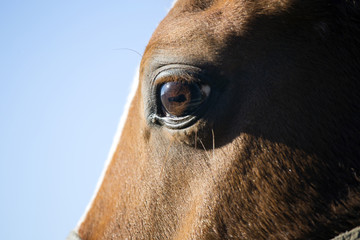 Wall Mural - Vertical closeup of face and eyes of a purebred horse