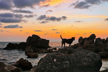 Dogs On The Beach At Sunset