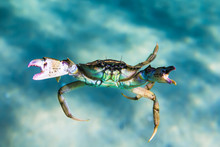 Crab On Sand In Underwater