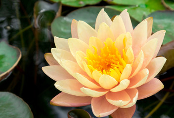 Wall Mural - closeup of beautyful old rose lotus flower