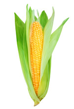 Sweet Corn Isolated On White Background