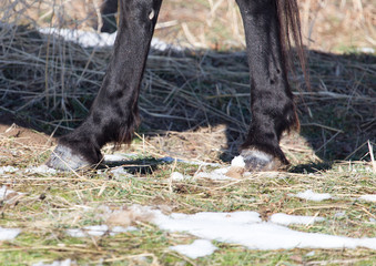 Poster - hoofs of horses in winter