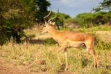 Fototapeta Sawanna - One atelope is standing, safari in Kenya