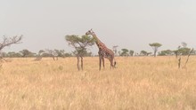 CLOSE UP: Solitary Young Male Giraffe Eating Acacia Tree Leaves In Vast Savannah