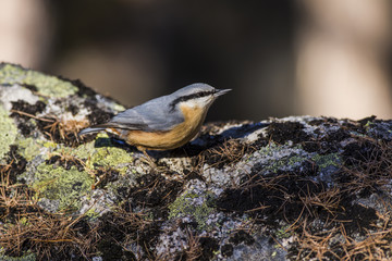 Wall Mural - Nuthatch in the forest in Switzerland