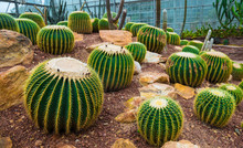 Group Of Cactaceae In Botanic Garden.