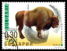 Postage Stamp. Bison Bonasus.