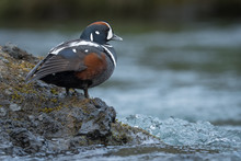 Harlequin Duck In Iceland