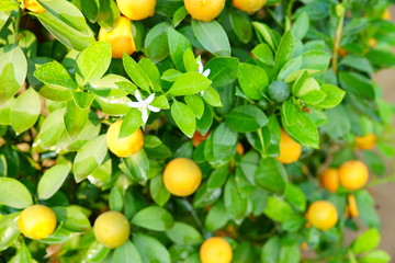 Canvas Print - Growing Tangerines at Hanoi