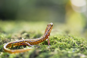 salamander lookout