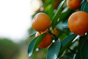 Canvas Print - Growing Tangerines at Hanoi