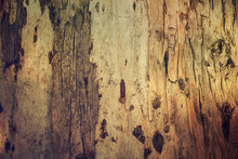 Texture Background From Aged Brown Eucalyptus Tree Bark With Stripes, Natural Eco Rustic Image
