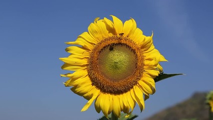 Wall Mural - sunflower and the bee in garden