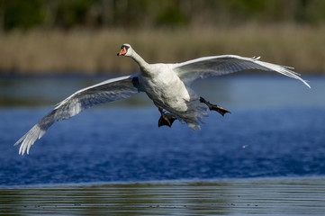 Wall Mural - Landing Swan