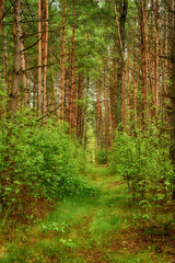 Naklejka na meble Summer green forest with path, natural outdoor seasonal background.