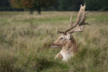 Poster - A close up profile photograph of a fallow deer stag lying in the grass with large antlers and looking left